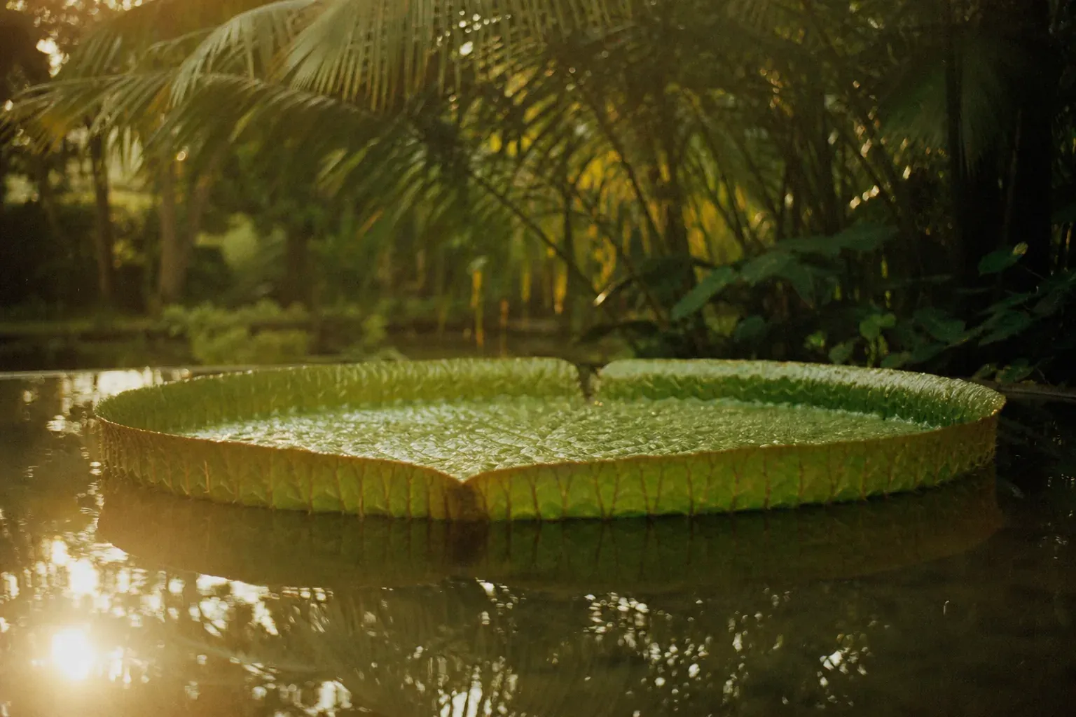 Le jardin de Pamplemousses : nénuphars géants et arbres du bout du monde